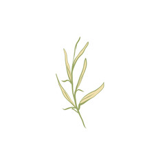 Botanical Illustration: Delicate Green Sprig on White