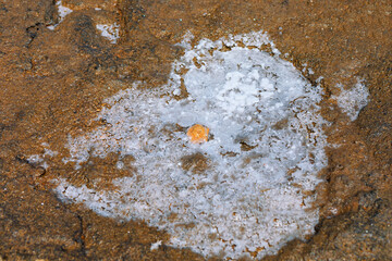Patch of salt forming a rough, shaped pattern on a cracked, brown surface. Shallow puddle of water containing dissolved minerals