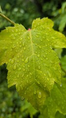 water drops on leaf