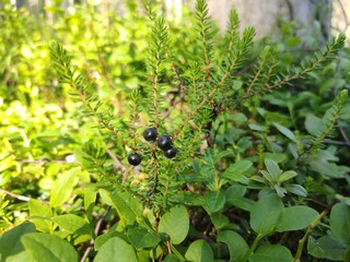 Heather bushes with black shiksha berries in a coniferous forest in Karelia (northwest of Russia). The photo shows a close-up of black Crowberry plants illuminated by the morning sun