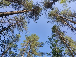 Pine crowns against the sky, view of the top. Majestic forest of Karelia, tall trees against a clear blue sky. Horizontal photo