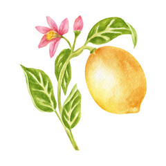 Branch with blooming lemon fruit, leaves, and flower, realistic botanical watercolor illustration. Juicy citrus fruits, hand-drawn illustration, design element. Prints on fabric, poster
