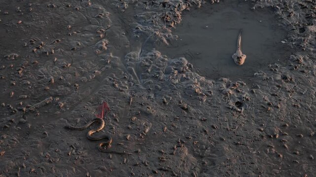 Footage of a snake crawling on the mud of mangrove forest with a mudskipper relaxing in a puddle behind