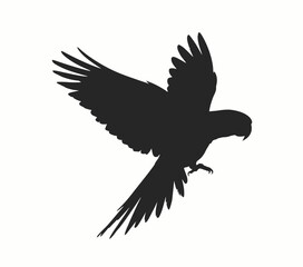 Black parrot in flight silhouette bird flying