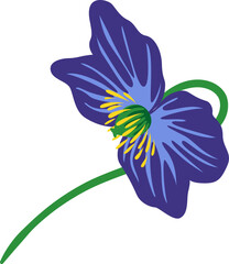 Himalayan blue poppy - Meconopsis - also known as blue poppy, showing its characteristic blue petals and yellow stamen with a curved stem on white background