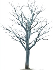 Fototapeta premium A bare tree branch with intricate twigs, isolated on a white background, showcasing its structure.