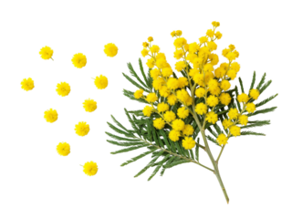 Delicate yellow mimosa flowers and green fern leaves arranged artistically isolated on transparent background