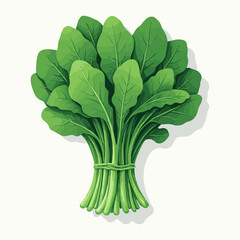 Fresh green spinach, an aromatic herb, is isolated on a white background, perfect as a healthy cooking ingredient