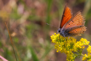 Orange Butterfly on Yellow Flower – Macro Nature Photo