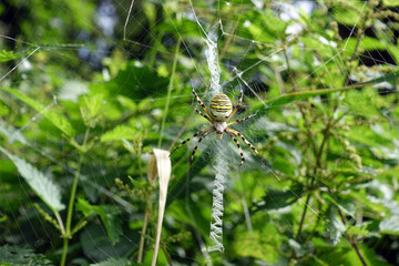 Wespenspinne (Argiope bruennichi)
