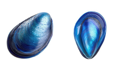 Naklejka premium Two blue mussel shells shown on white. Seafood, ocean, marine life, raw, delicacy, protein, nutrition, aquatic, gourmet, restaurant, shellfish.