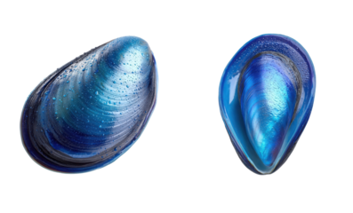 Two blue mussel shells shown on white. Seafood, ocean, marine life, raw, delicacy, protein, nutrition, aquatic, gourmet, restaurant, shellfish.