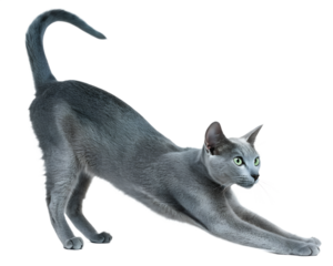 slender Russian Blue cat on transparent background