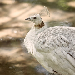 Close-up of white peahen near water in sunlit forest. Concept of exotic birdwatching, zoo animals, nature education, avian diversity, peaceful outdoor moments.