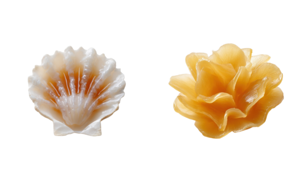 Shell and edible flower candy shapes on white background. Still life, sweet treat, confection, sugar, design, art