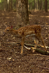 Young spotted deer fawn walking through forest on brown leaf ground. Concept of wildlife photography, forest animals, woodland habitats, nature tourism, and fauna studies.
