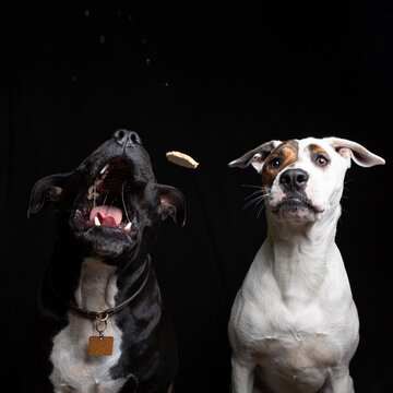Dogs in Studio catching Treats Thrown to Them.