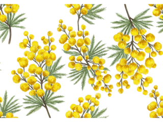 Delicate watercolor illustration of vibrant yellow mimosa flowers and green leaves on a black background isolated on transparent background