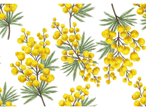 Delicate watercolor illustration of vibrant yellow mimosa flowers and green leaves on a black background isolated on transparent background