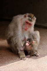 揃って何かを見つめるニホンザルの親子