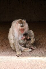 座って授乳をするニホンザルの母
