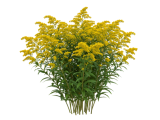 A vibrant clump of bright yellow goldenrod flowers with green stems and leaves isolated on transparent background