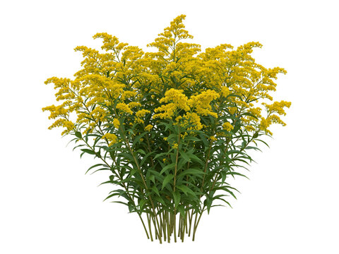 A vibrant clump of bright yellow goldenrod flowers with green stems and leaves isolated on transparent background