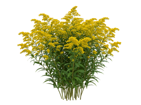 A vibrant clump of bright yellow goldenrod flowers with green stems and leaves isolated on transparent background