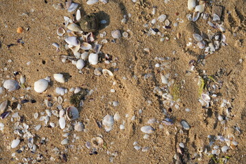sea shells on sandy beach close-up sea shells scattered on a sandy beach. natural coastal texture with broken and whole shells on golden sand. perfect for beach, vacation, travel, and background-theme