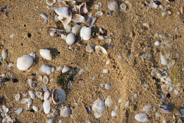 sea shells on sandy beach close-up sea shells scattered on a sandy beach. natural coastal texture with broken and whole shells on golden sand. perfect for beach, vacation, travel, and background-theme