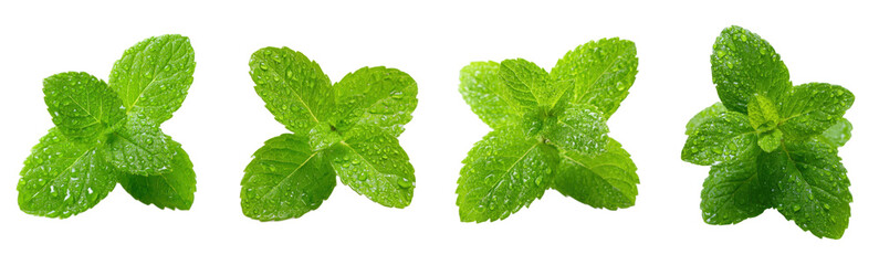 Fresh mint leaves sparkle with water droplets. Herb, spearmint, cooking, culinary, aroma, flavor, decoration, ingredient, healthy, wellness, freshness, organic, dew, drops