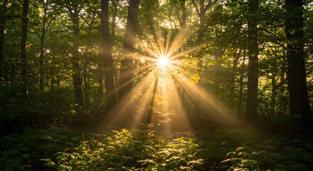 Obraz premium Golden sunlight through forest