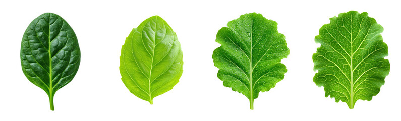 Four green leaves from different plants in a row. Leafy greens, fresh vegetables, healthy food, agriculture, botanicals, plant based diet.
