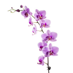 A delicate orchid stem with vibrant purple blossoms