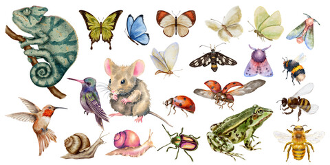 Watercolor illustration of animals, insects and birds chameleon mouse snail,frog beetles butterflies bees hummingbirds. Perfect for zoology, entomology and kids projects © Mea_ta 