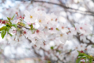 桜のささやき