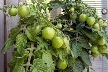 Unripe green tomatoes growing on bushy plant in greenhouse with dense foliage.