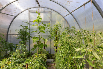 Vegetable plants growing inside transparent greenhouse with tomato and cucumber vines.