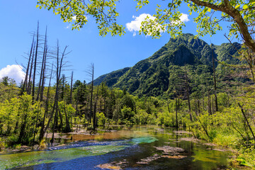 岳沢湿原と六百山を望む清らかな湧水と立ち枯れの木々の風景

