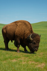 Fototapeta premium An American bison grazing peacefully in a lush green field under a blue sky. The bison, a symbol of the Great Plains, is depicted in its natural habitat, highlighting its massive size and shaggy coat.