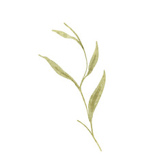 Watercolor Olive Branch - Delicate Greenery