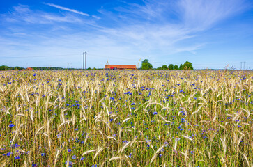 Getreidefeld mit Kornblumen im Hochsommer