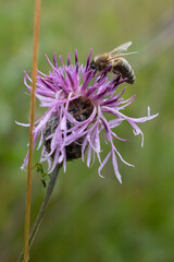Close-up of a bee collecting nectar from a vibrant purple thistle flower. Captured in natural light with soft, blurred background. A beautiful moment in nature and pollination.