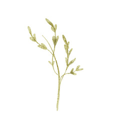 Watercolor Greenery Branch: Delicate Botanical Illustration