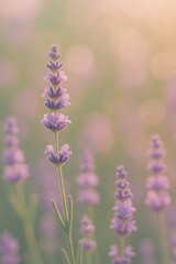Obraz premium Serene Lavender Field at Sunset: Soft Focus, Pastel Tones, Tranquil Mood