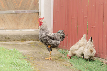 Barred Rock Rooster and Hens in Rustic Backyard with Red Wooden Fence