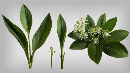 A collection of vibrant green leaves and delicate white flowers, showcasing nature's beauty and diversity.