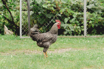 Barred Rock Rooster Standing on One Leg in Backyard. Free range chickens