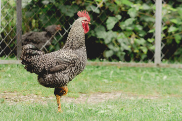 Barred Rock Rooster Standing on One Leg in Backyard. Free range chickens