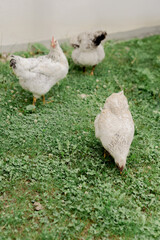 Free range chickens. 